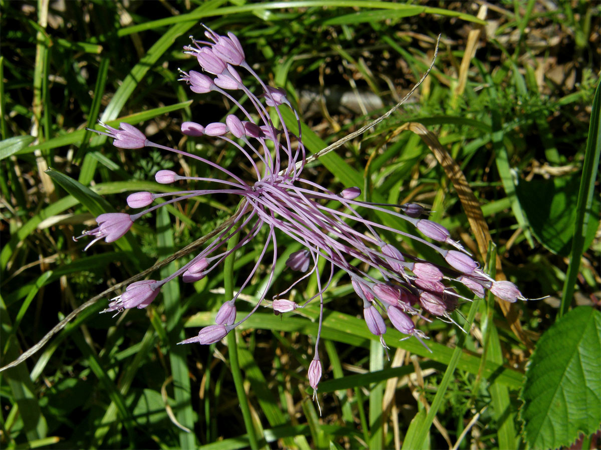 Česnek kýlnatý (Allium carinatum L.)