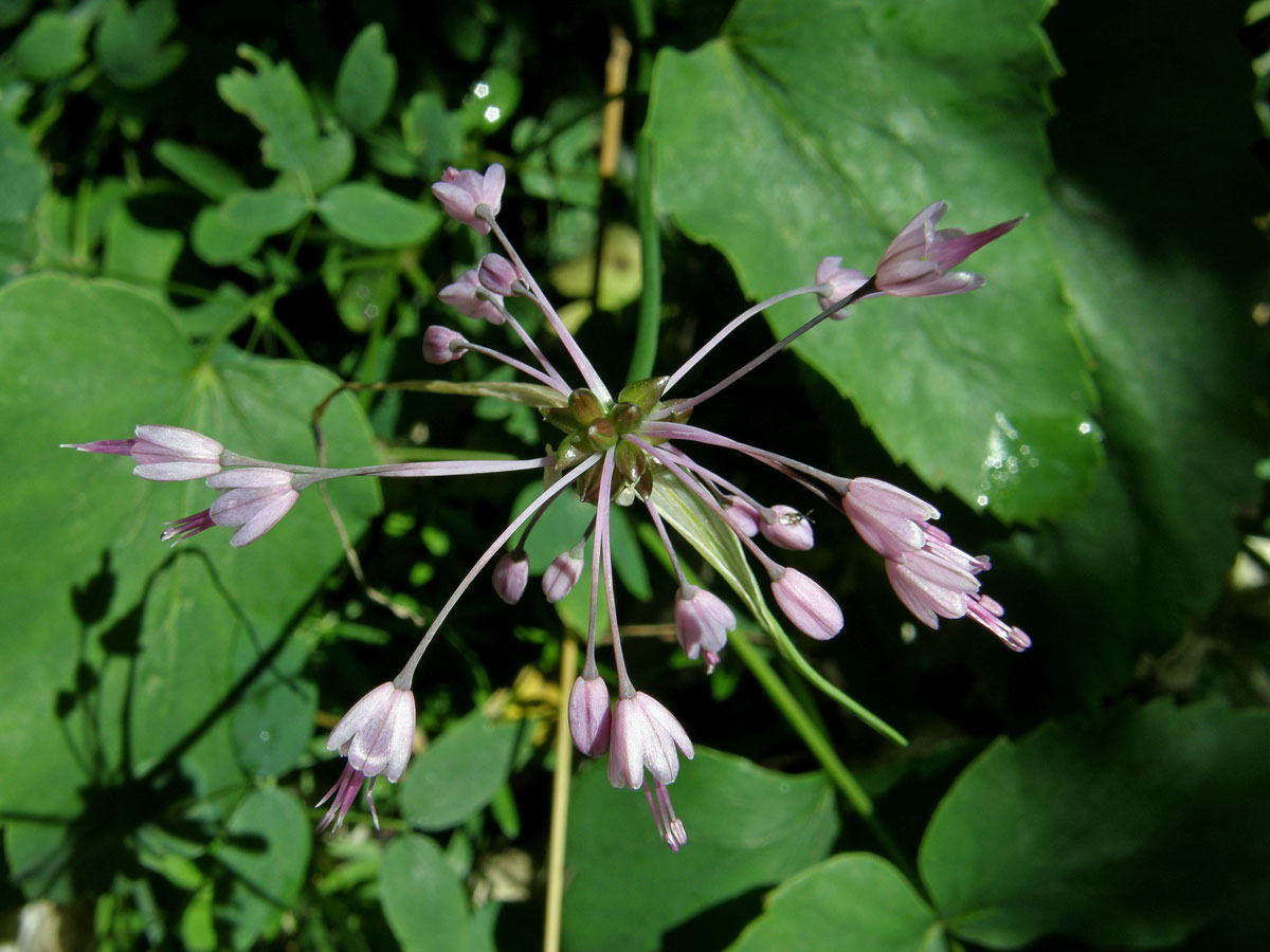 Česnek kýlnatý (Allium carinatum L.)