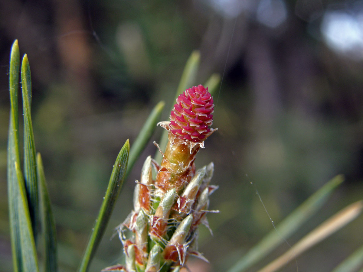 Borovice lesní (sosna) (Pinus sylvestris L.)