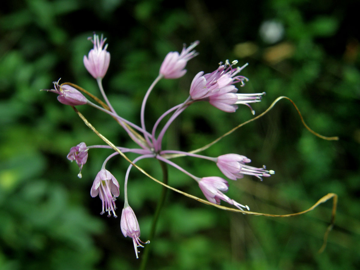 Česnek kýlnatý (Allium carinatum L.)