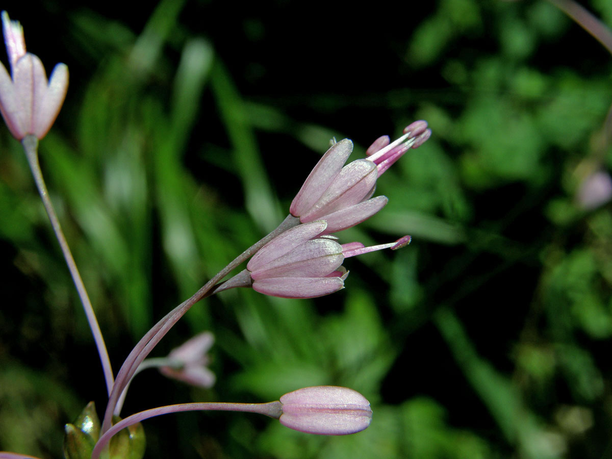 Česnek kýlnatý (Allium carinatum L.)