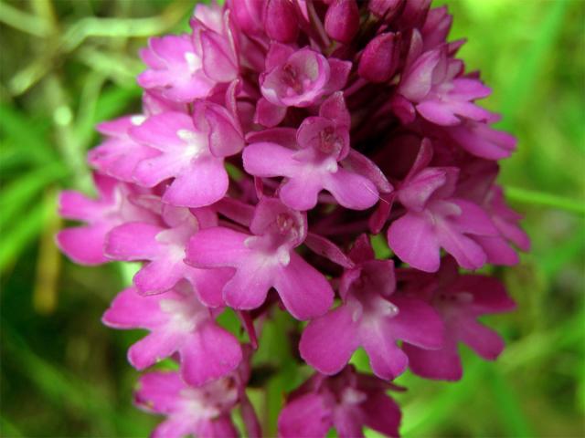 Rudohlávek jehlancovitý (Anacamptis pyramidalis (L.) L. C. Richard)