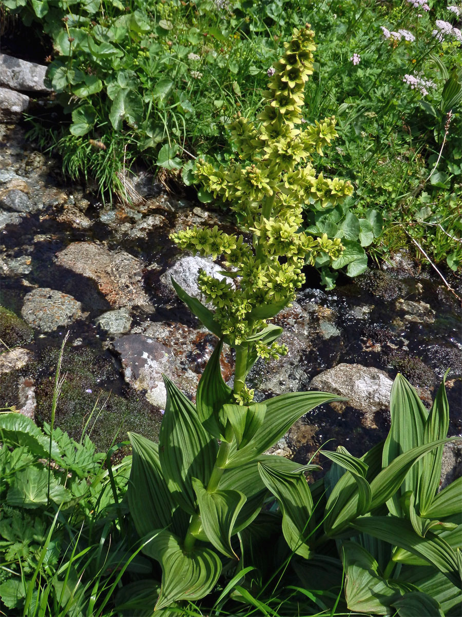 Kýchavice bílá (Veratrum album L. subsp. lobelianum (Bernh.) Melch.)