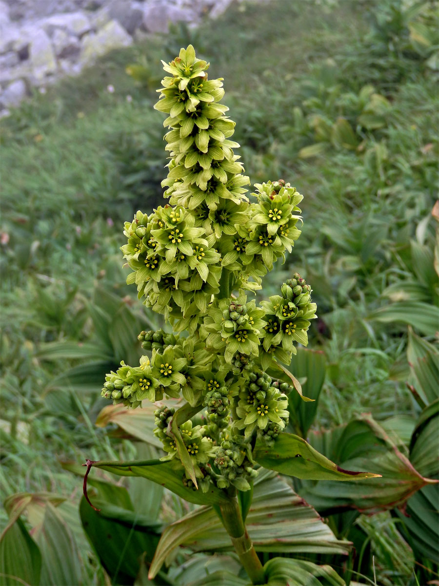 Kýchavice bílá (Veratrum album L. subsp. lobelianum (Bernh.) Melch.)