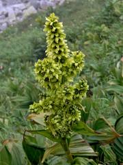 Kýchavice bílá (Veratrum album L. subsp. lobelianum (Bernh.) Melch.)