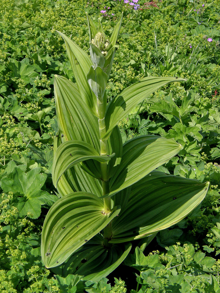 Kýchavice bílá (Veratrum album L. subsp. lobelianum (Bernh.) Melch.)