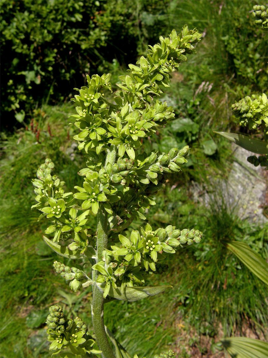 Kýchavice bílá (Veratrum album L. subsp. lobelianum (Bernh.) Melch.)