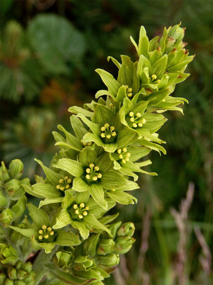 Kýchavice bílá (Veratrum album L. subsp. lobelianum (Bernh.) Melch.)