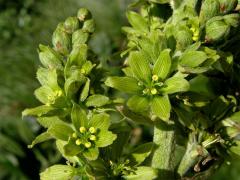 Kýchavice bílá (Veratrum album L. subsp. lobelianum (Bernh.) Melch.)