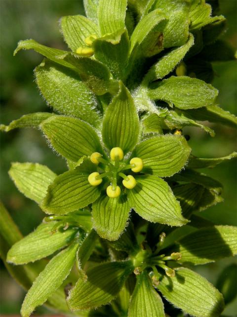 Kýchavice bílá (Veratrum album L. subsp. lobelianum (Bernh.) Melch.)