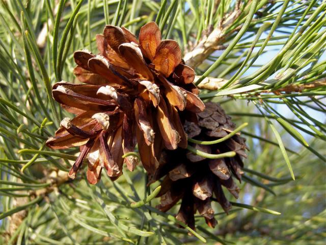 Borovice lesní (sosna) (Pinus sylvestris L.)