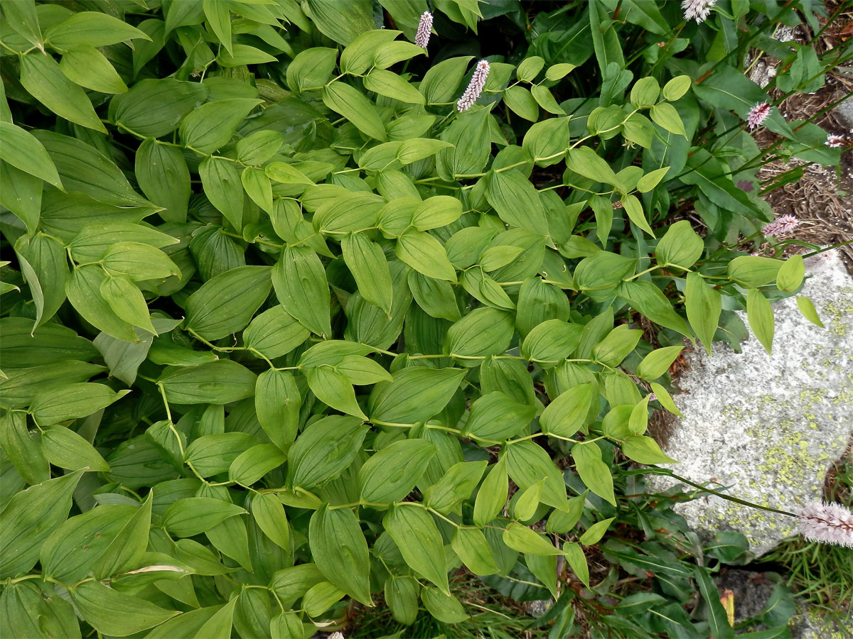 Čípek objímavý (Streptopus amplexifolius (L.) DC.)