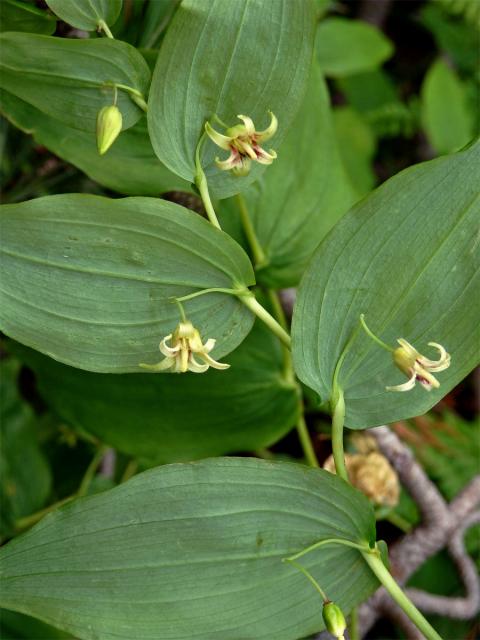 Čípek objímavý (Streptopus amplexifolius (L.) DC.)