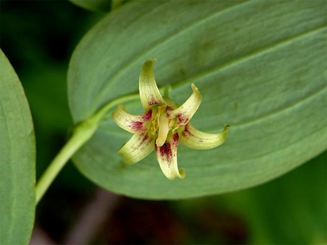 Čípek objímavý (Streptopus amplexifolius (L.) DC.)