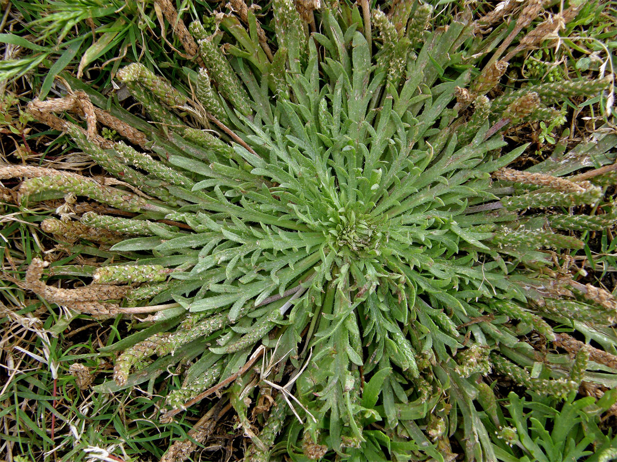 Jitrocel (Plantago serraria L.)