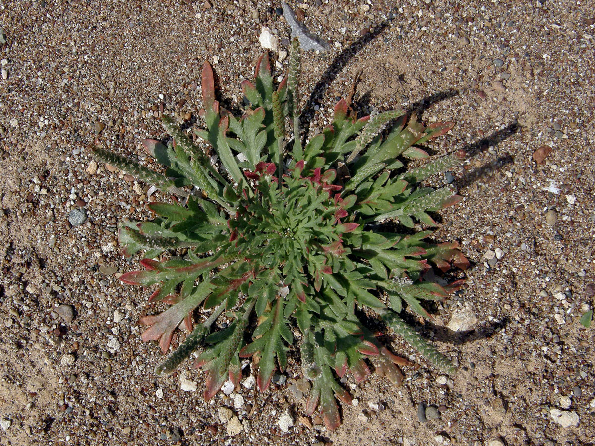 Jitrocel (Plantago serraria L.)