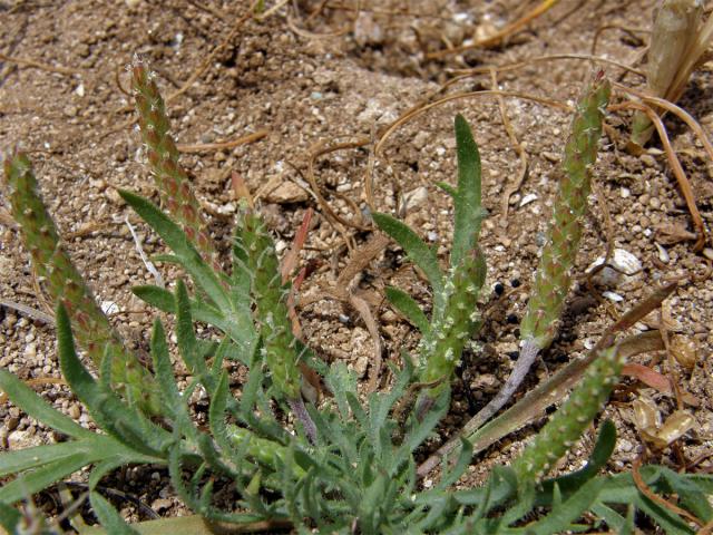 Jitrocel (Plantago serraria L.)