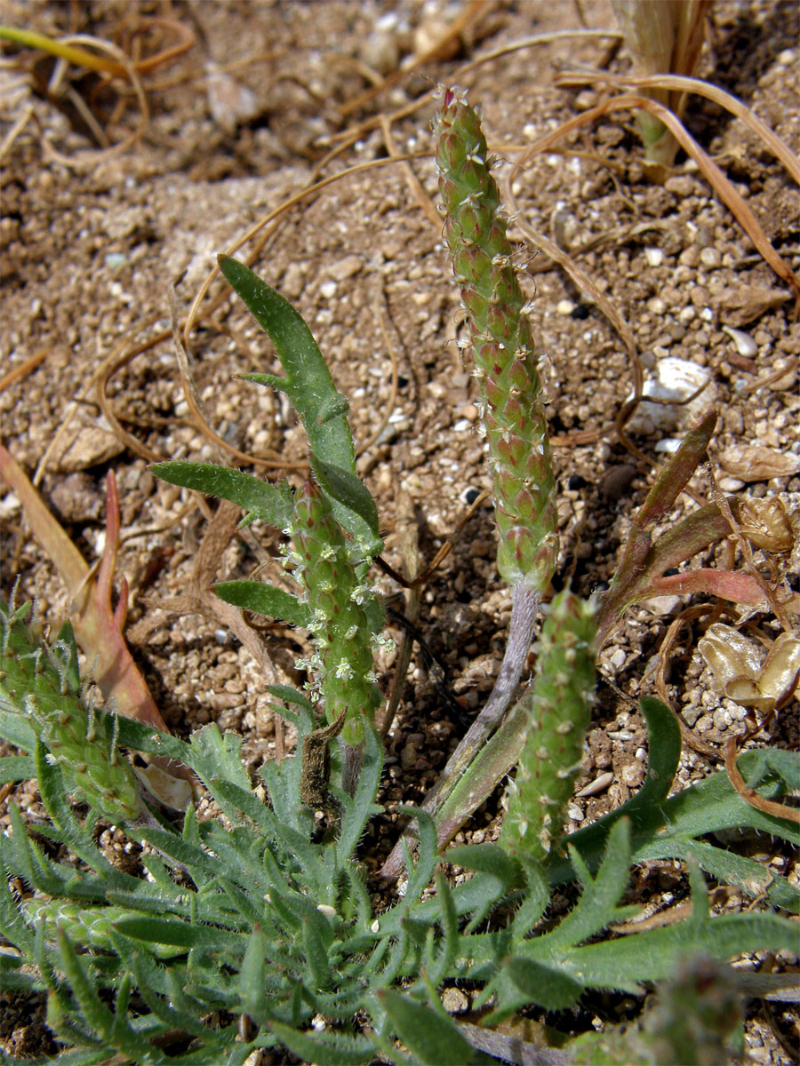 Jitrocel (Plantago serraria L.)