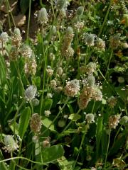 Jitrocel zaječí tlapka (Plantago lagopus L.)