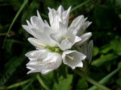 Zvonek klubkatý (Campanula glomerata L.) - květy bez barviva