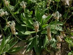 Jitrocel zaječí tlapka (Plantago lagopus L.)