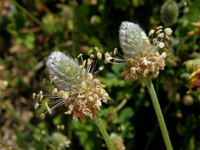 Jitrocel zaječí tlapka (Plantago lagopus L.)