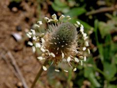 Jitrocel zaječí tlapka (Plantago lagopus L.)