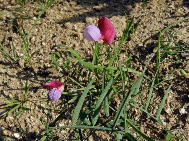 Hrachor popínavý (Lathyrus clymenum L.)