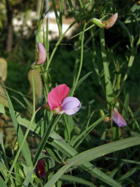 Hrachor popínavý (Lathyrus clymenum L.)