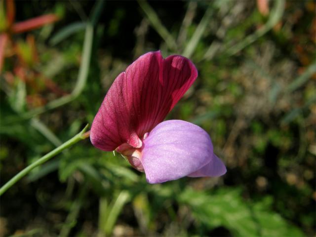 Hrachor popínavý (Lathyrus clymenum L.)