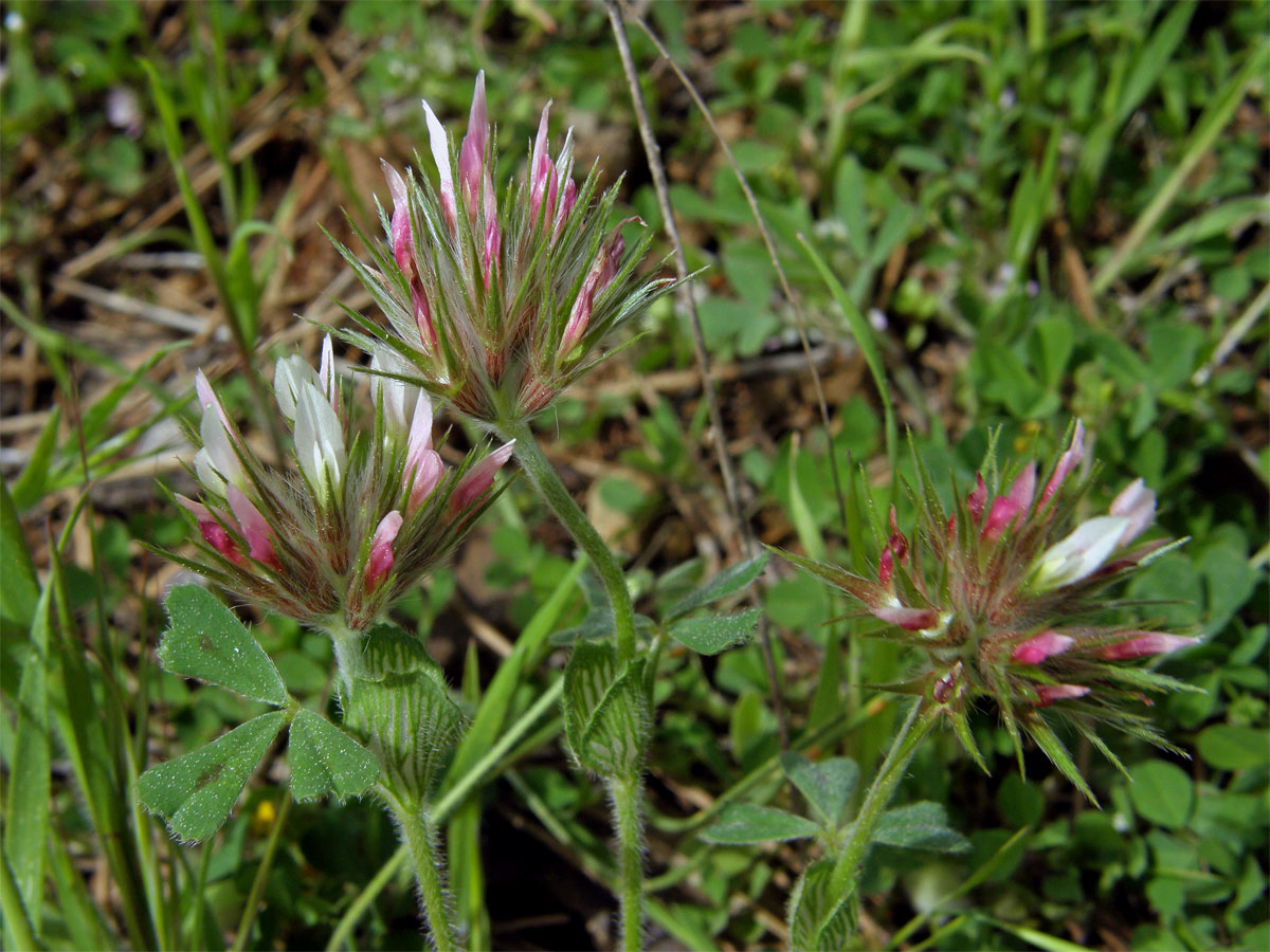 Jetel (Trifolium stellatum L.)