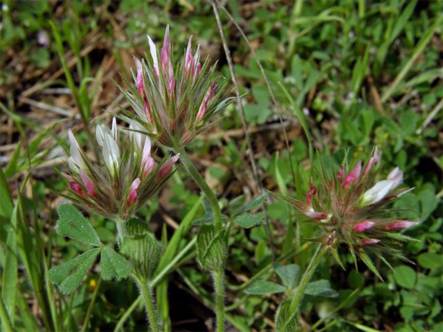 Jetel (Trifolium stellatum L.)