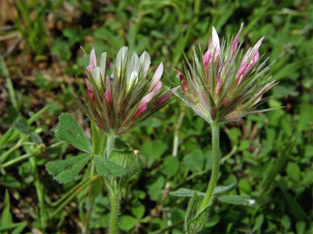 Jetel (Trifolium stellatum L.)