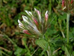 Jetel (Trifolium stellatum L.)