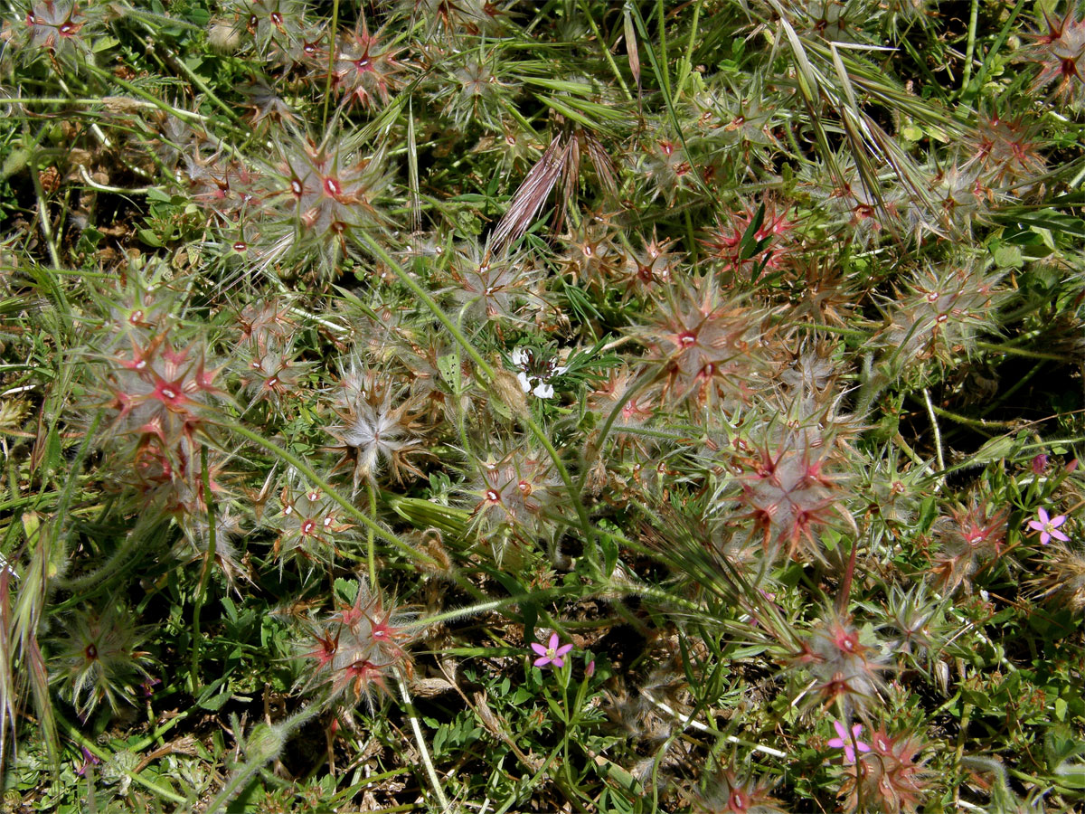 Jetel (Trifolium stellatum L.)