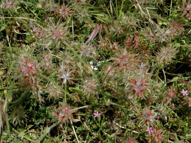 Jetel (Trifolium stellatum L.)