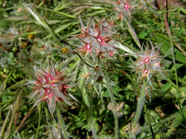 Jetel (Trifolium stellatum L.)