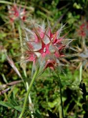 Jetel (Trifolium stellatum L.)