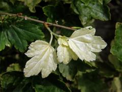 Rybíz alpínský (Ribes alpinum L.) albín (1)