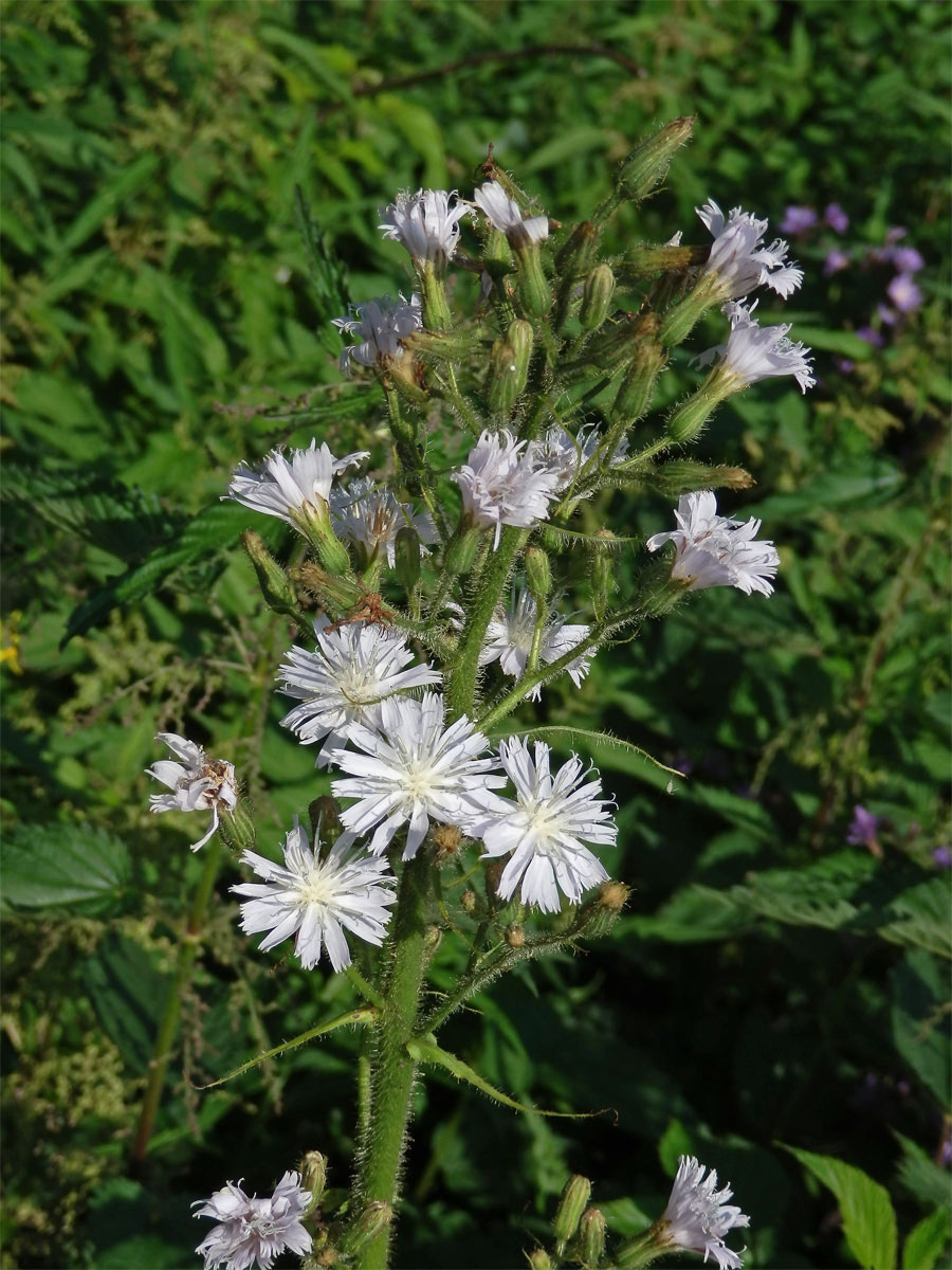 Mléčivec horský (Cicerbita alpina (L.) Wallr.) se světlejšámi květy