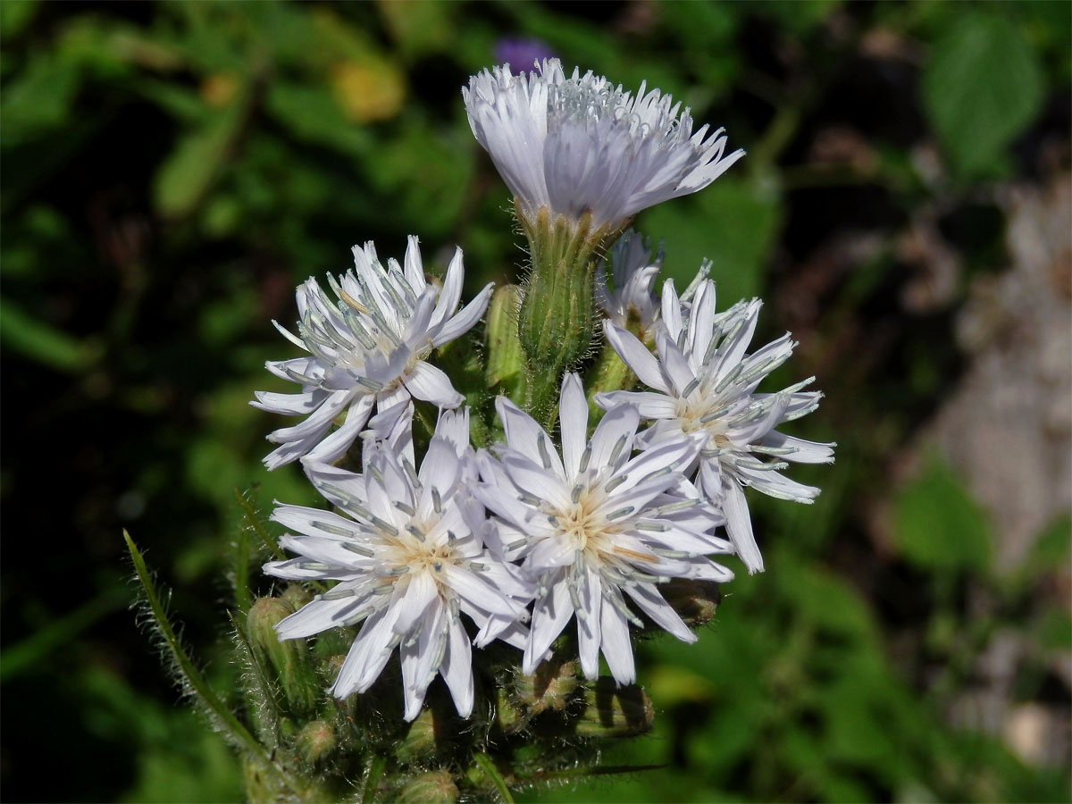 Mléčivec horský (Cicerbita alpina (L.) Wallr.) se světlejšími květy