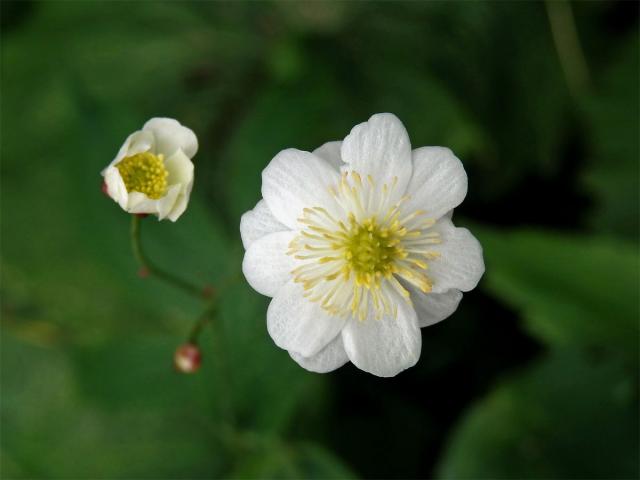 Pryskyřník platanolistý (Ranunculus platanifolius L.) - mnohočetný květ