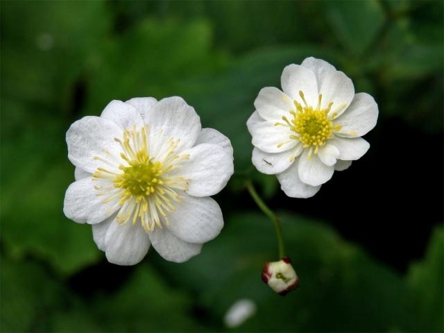 Pryskyřník platanolistý (Ranunculus platanifolius L.) s mnohočetnými květy