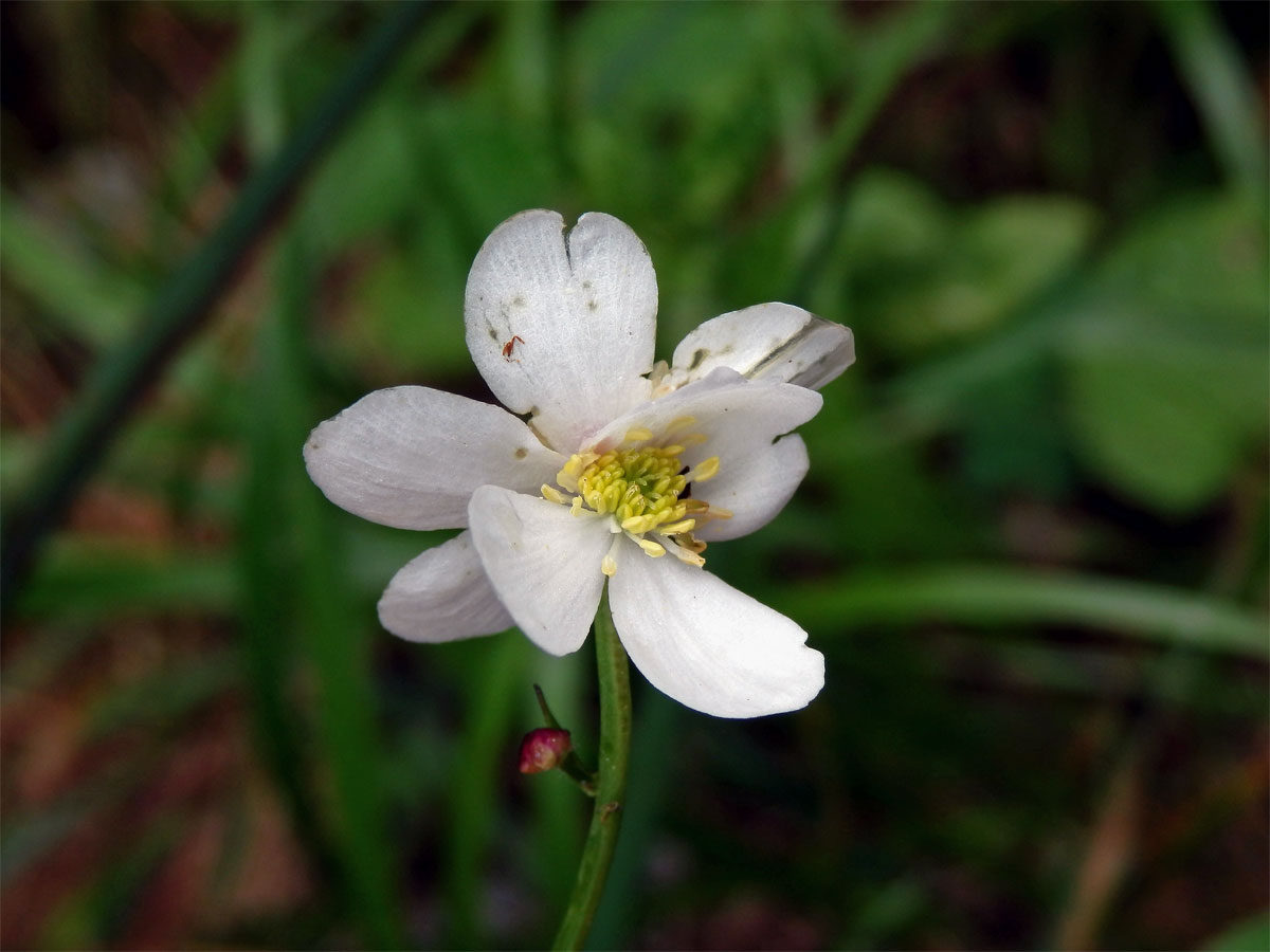 Pryskyřník platanolistý (Ranunculus platanifolius L.) - zdvojený květ (1a)