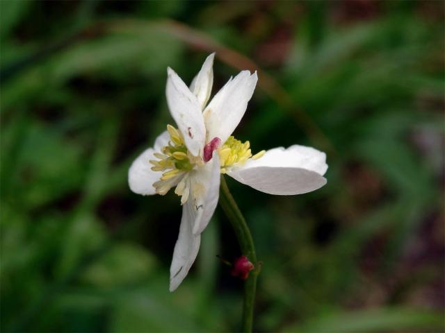 Pryskyřník platanolistý (Ranunculus platanifolius L.) - zdvojený květ (1b)