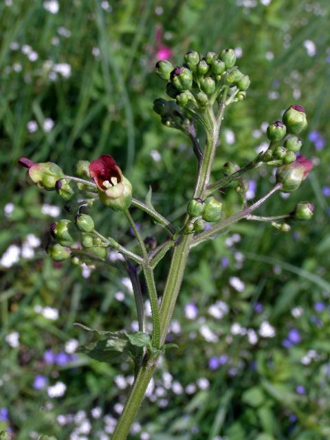 Krtičník hlíznatý (Scrophularia nodosa L.)