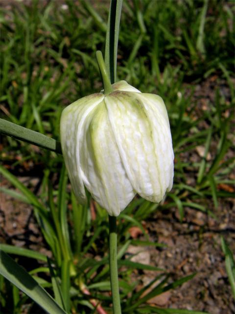 Řebčík kostkovaný (Fritillaria meleagris L.) se světlým květem