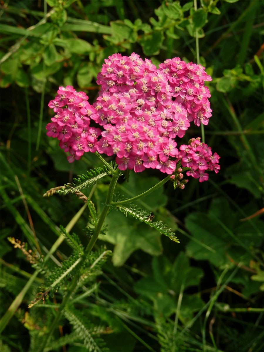 Řebříček obecný (Achillea millefolium L.) v rudými květy