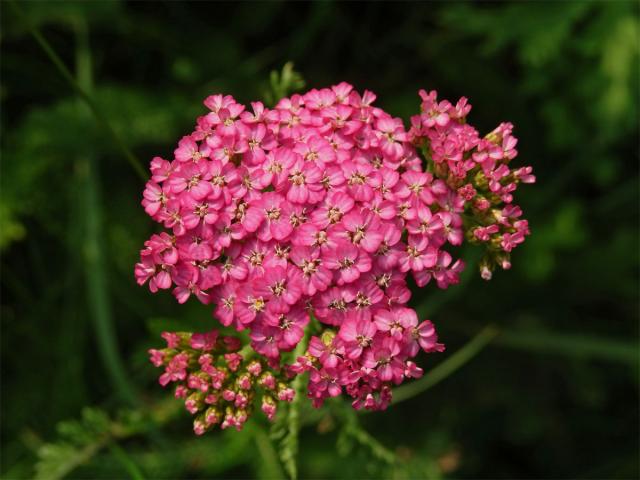 Řebříček obecný (Achillea millefolium L.) v rudými květy