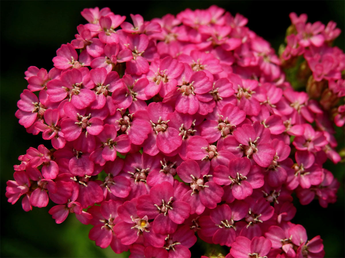 Řebříček obecný (Achillea millefolium L.) v rudými květy